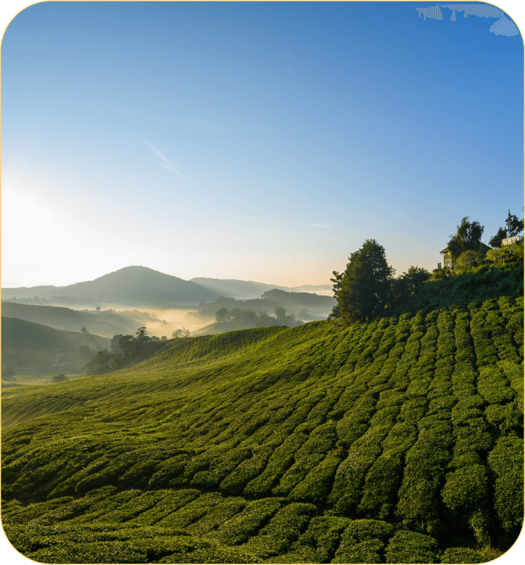 The natural origin and terroir behind premium durian puree.