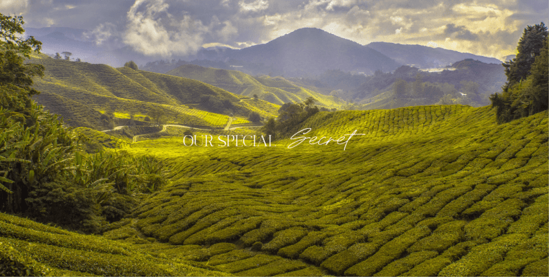 Pristine green highlands where SilkyGold Durian is sourced.